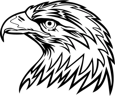 Как нарисовать орла карандашом: поэтапный мастер-класс с эскизами и уроками  для начинающих (взрослых и детей), учимся рисовать орла