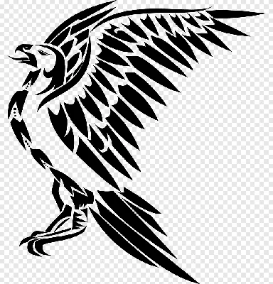 Рисунок белоголового орлана Черно-белый ястреб-орел, крылья феникса, лист,  филиал, белоголовый орлан png | Klipartz