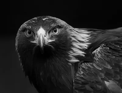 Портрет орла черно-белый иллюстрация штока. иллюстрации насчитывающей  классицистическо - 58435977