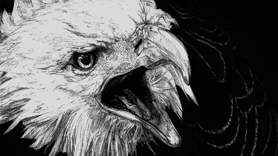 Орел черно белый рисунок - 71 фото