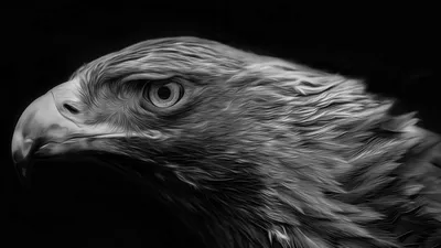 черно белый рисунок белоголового орлана, рисунок орла фон картинки и Фото  для бесплатной загрузки