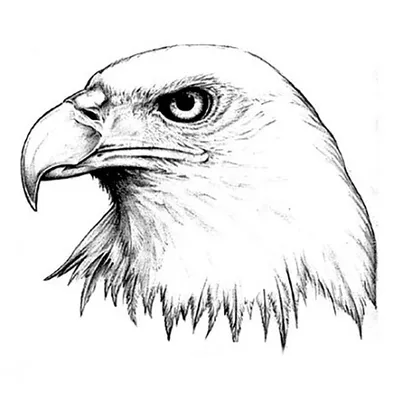 Картинка орла черно белая обои