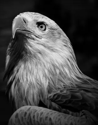 Фотообои Черно-белый орел - Fabriory
