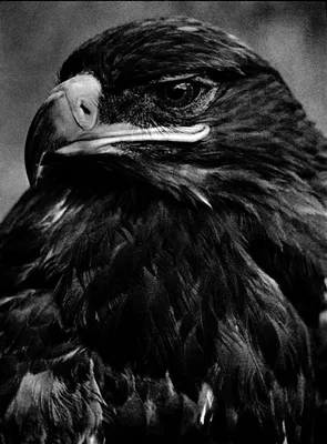 Черно-белый портрет орла стоковое изображение. изображение насчитывающей  орел - 126426223