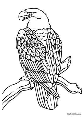 Орел черно белый рисунок - 71 фото