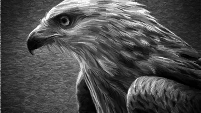 черно-белый вектор орла в высоком розничном стиле Иллюстрация вектора -  иллюстрации насчитывающей опасно, высоко: 222871578