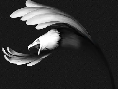 Иллюстрация дизайн логотипа вектора орла черно-белая Иллюстрация вектора -  иллюстрации насчитывающей силуэт, элементы: 190153546