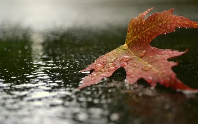 Осенний мотив зонты и дождь Раскраски антистресс в хорошем качестве