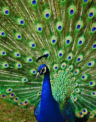 Павлин - 106 фото уникальной птицы с самым красивым хвостом | Павлин,  Картины, Венецианский маскарад