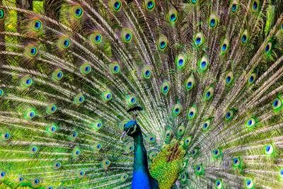 A beautiful Indian peacock spreads its tail with feathers. Amazing birds! -  YouTube