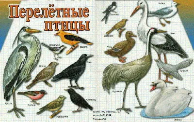 [83+] Картинка перелетные птицы для детей обои