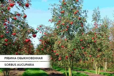 Рябина Обыкновенная \"Pendula\" купить по цене 7500 рублей от питомника  саженцев и растений Центросад | Фото и консультация по уходу