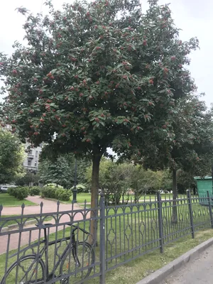 Рябина обыкновенная ✓ купить саженцы в питомнике в Москве, Туле, Белгороде