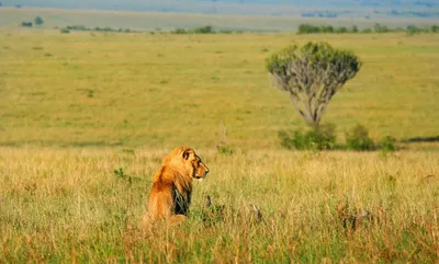 https://unsplash.com/s/photos/african-savanna