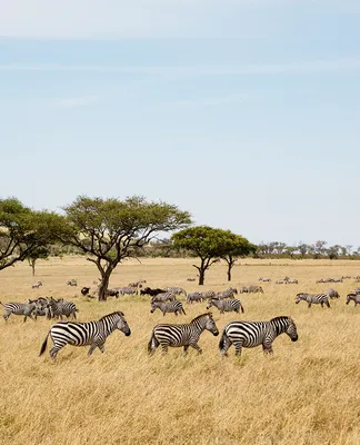 Safari Ecology: What is the savanna biome?