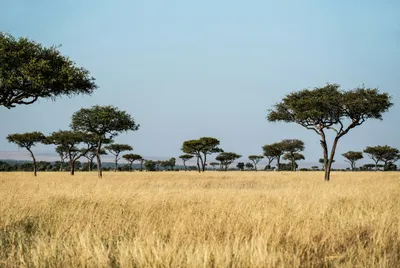 Photo Gallery: Grasslands, Prairies, and Savannas - National Geographic