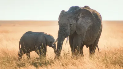 What Are The Characteristics Of A Tropical Savanna Type Of Climate? -  WorldAtlas