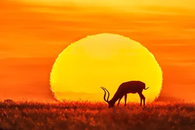 Facts and myths about the African savanna elephant · Planet Wild