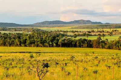 Savanna Sunrise And Acacia Tree In Tanzania Africa Stock Photo - Download  Image Now - Africa, Sunrise - Dawn, Savannah - iStock