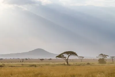 Afrika-Junior Animals of the Savanna