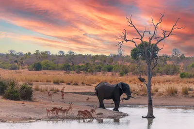 African savanna with mountain in national wild park Stock Illustration |  Adobe Stock