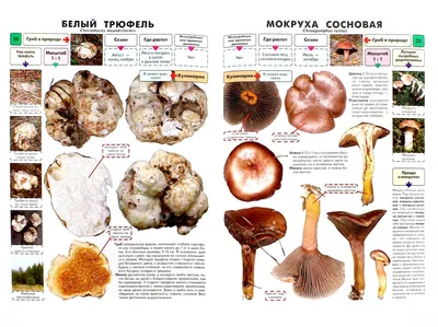 Методическое пособие \"Съедобные грибы\" (дидактический материал) СФ-НД-13 в  Москве|CLEVER-TOY.RU
