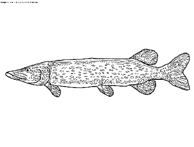 Раскраска Щука | Раскраски пресноводные рыбы. Раскраска рыбы - речных и  озерных