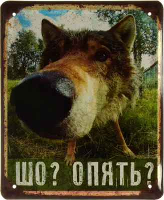 Шо, опять?». В этом году исполняется 40 лет мультфильму «Жил-был пёс». Мы  все смотрели одни и те же мультики, наши - советские | Степан  Корольков~Хранитель маяка | Дзен