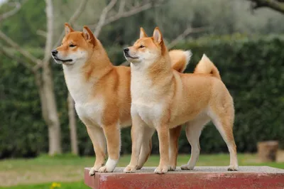 Shiba Inu - Wikipedia