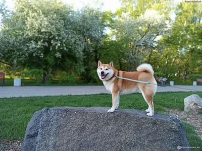 6 Oldest Shiba Inu in the World - Oldest.org