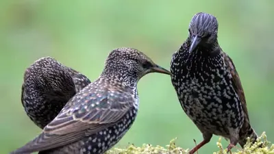 Скворец обыкновенный (Sturnus vulgaris)