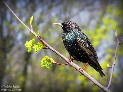 Скворец. Весенняя песня скворца. ( Sturnus vulgaris ) - YouTube