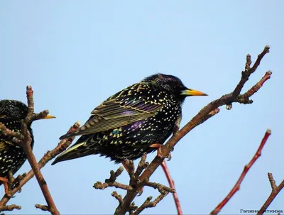 Обыкновенный скворец - European Starling. Photographer Etkind Elizabeth