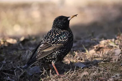 Зимние песни скворцов. Sturnus vulgaris. | BirdWatch.by