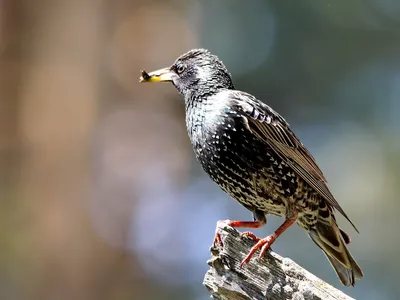 Скворец обыкновенный (Sturnus vulgaris)