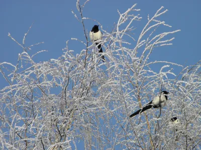 Pica pica / Eurasian magpie / Сорока / Husskade | Eurasian m… | Flickr