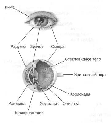 строение глаза -