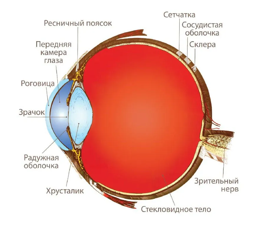 Анатомия глаза человека