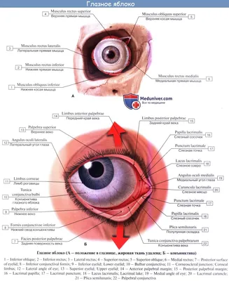 Анатомия глаза человека: строение и функции. Просто и доступно