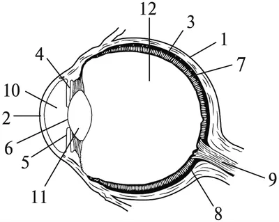 Строение и работа зрительного анализатора человека • Биология, Анатомия и  физиология человека • Фоксфорд Учебник
