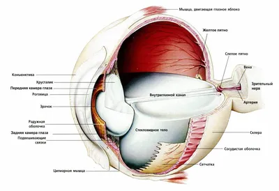 Строение глаза человека; Арт: Б511.1Б-4 — Компания 2Д3Д