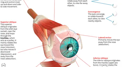 строение глаза | zdrav.kz