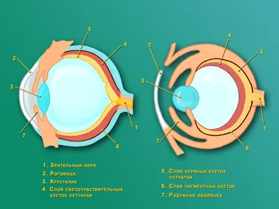 Модель \"Строение глаза человека\" купить в Нижнем Новгороде