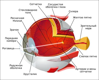 Рисунок деталей головы. Kак нарисовать глаза человека? — Ghenadie Sontu  Fine Art