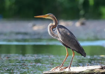 Серая цапля - eBird