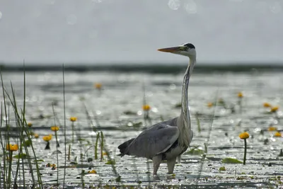 Белобрюхая цапля - eBird