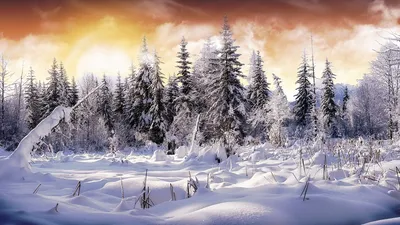 Скачать обои снег, лес, зима, ели, snow разрешение 1680x1050 #21564