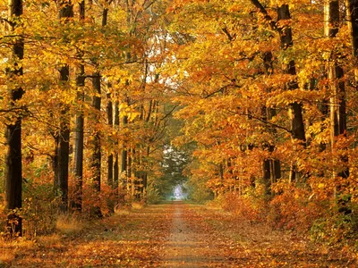 Обои осень, дерево, лист, природа, растительность HD ready бесплатно,  заставка 1366x768 - скачать картинки и фото