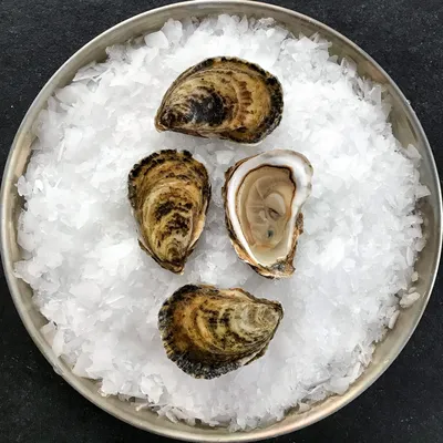 Wellfleet Oysters | North Coast Seafoods