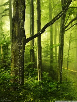 Beautiful Green Forest Ultra HD Desktop Background Wallpaper for 4K UHD TV  : Tablet : Smartphone